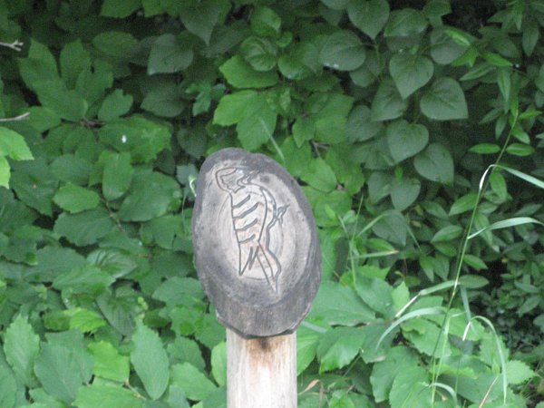 Szarvas 019 (2)